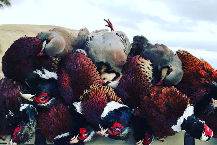 A morning's bag of pheasants, chukar and Huns